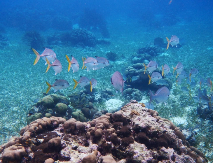 a school of fish on a reef looking for food