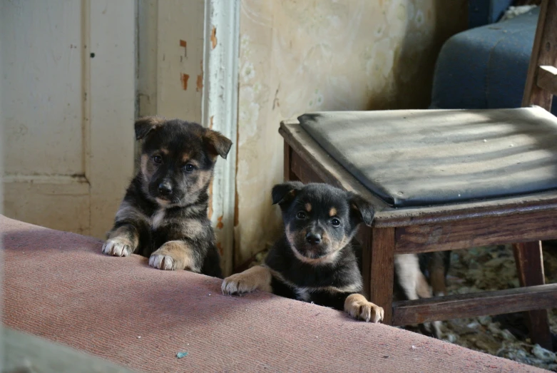 two puppies are laying on the ground and resting