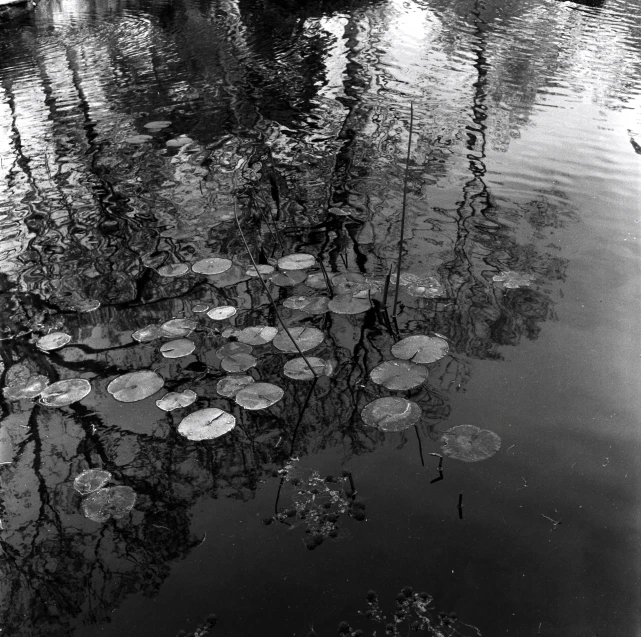 lily pads float on the surface of a pond