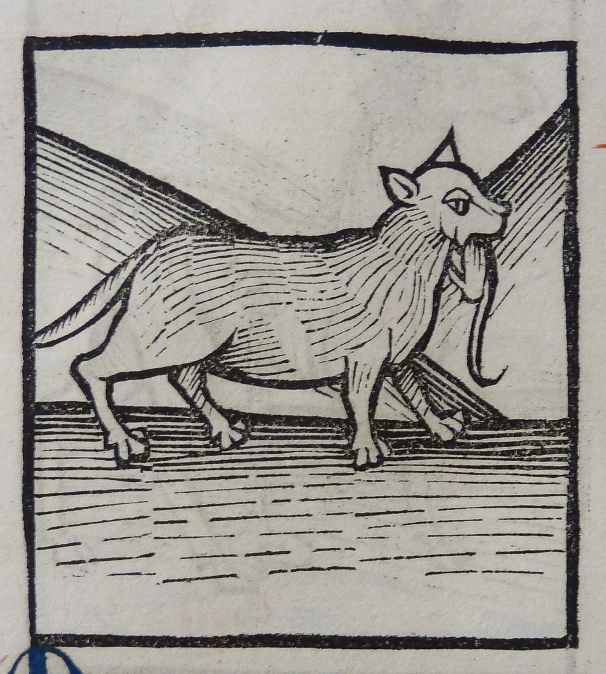 a drawing of a tiger standing on the ground