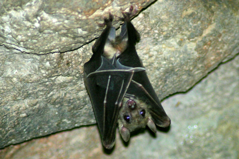 a large gray bat hanging from the ceiling