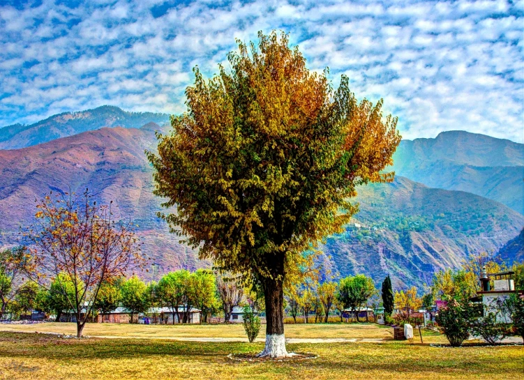 a tree with orange leaves stands near a grassy hill