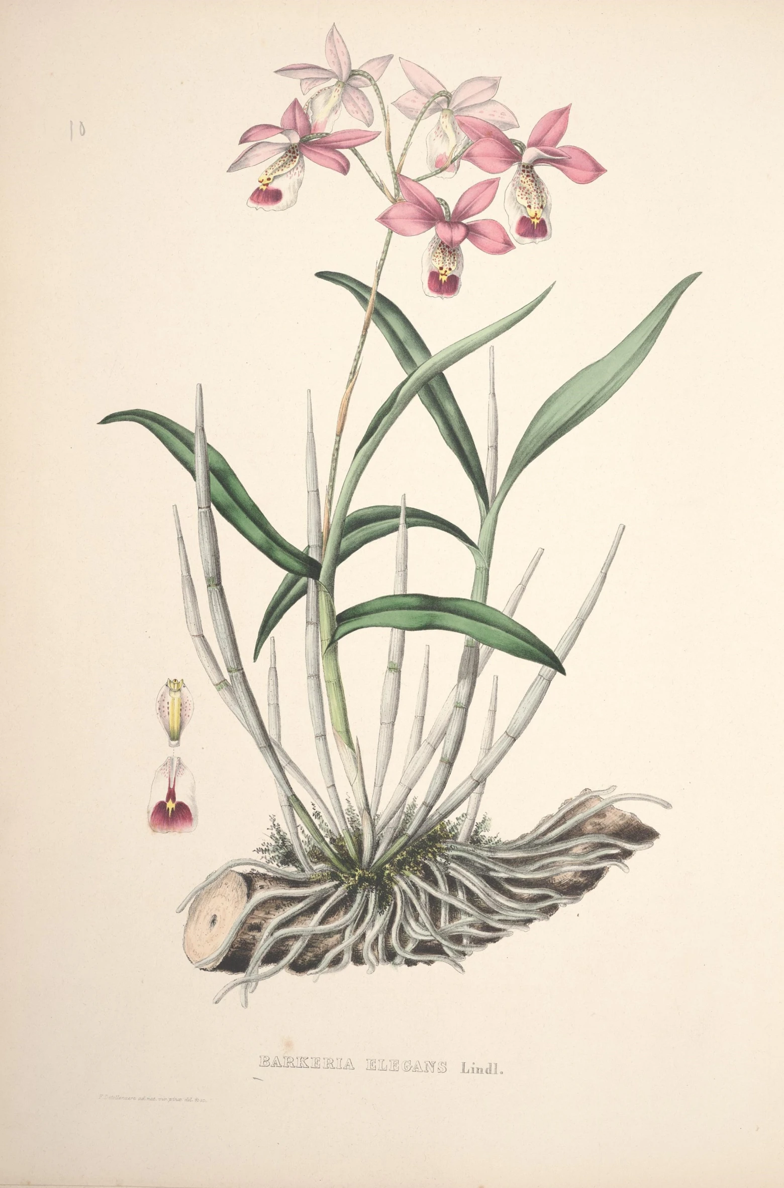 a drawing of pink orchids in the grass