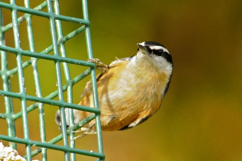 a small bird perched on the side of a wire feeder