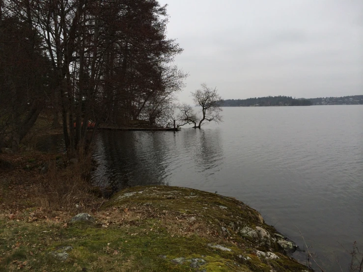 a single tree sitting on the shore of a lake