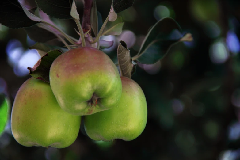 two green apples that are growing on a tree