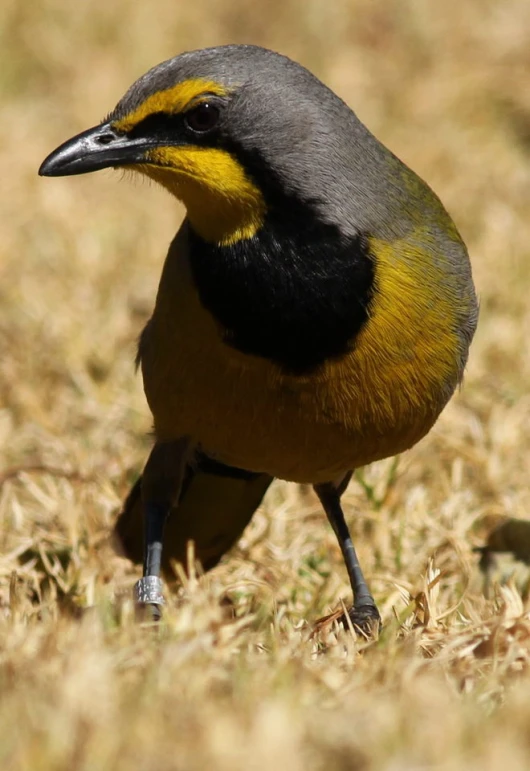 the bird with yellow and black feathers is standing on dry grass