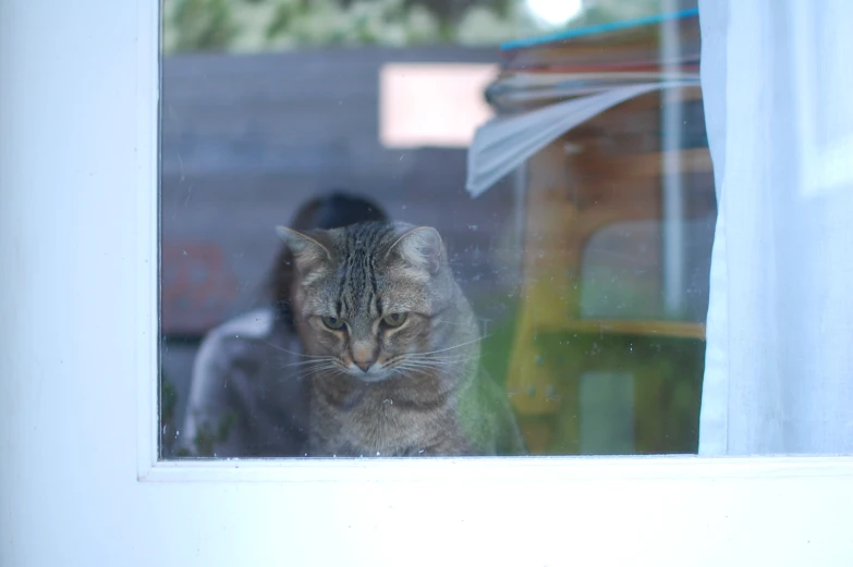 a cat is staring into the camera out of a window