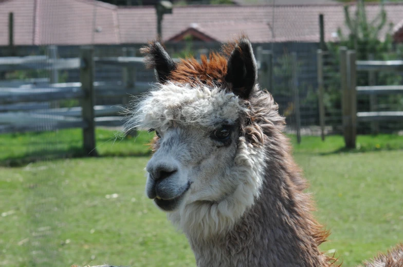 a llama with long manes standing in an enclosure