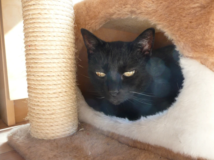 a black cat sits in its bed and looks into the camera