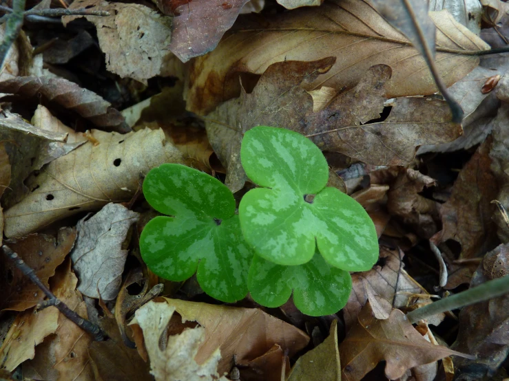 an odd looking green leaf grows from the ground