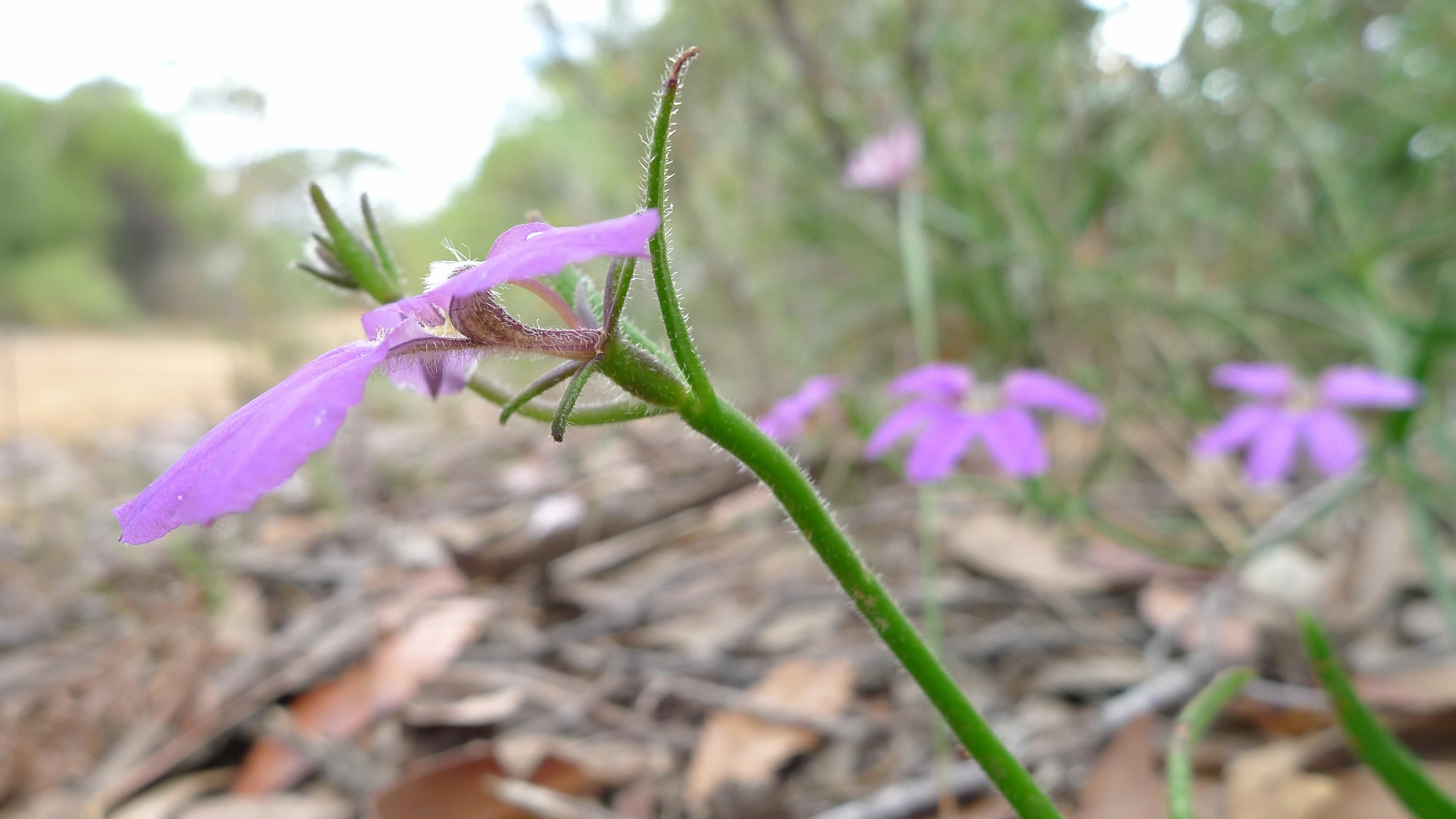 a purple flower growing out of the ground