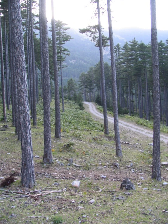 a narrow road passing between two large trees