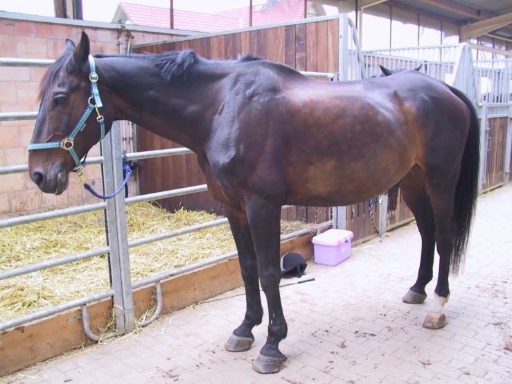 a horse is standing near a stable with its head near the gate