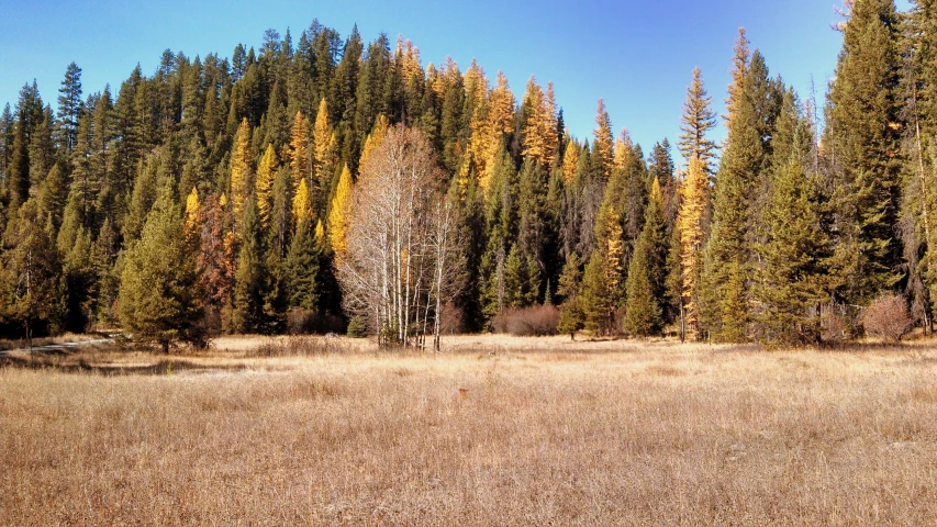 trees in a grassy area by the woods