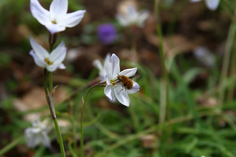 a bee foraging for nectar from a wildflower