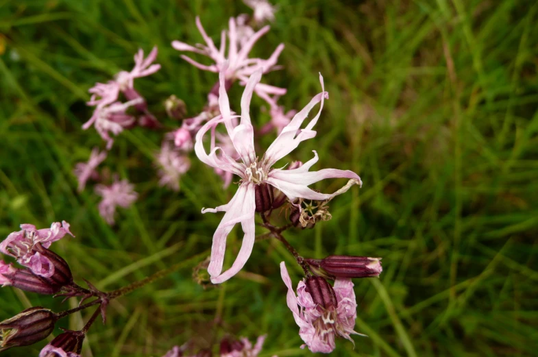 purple flowers are on the ground near grass