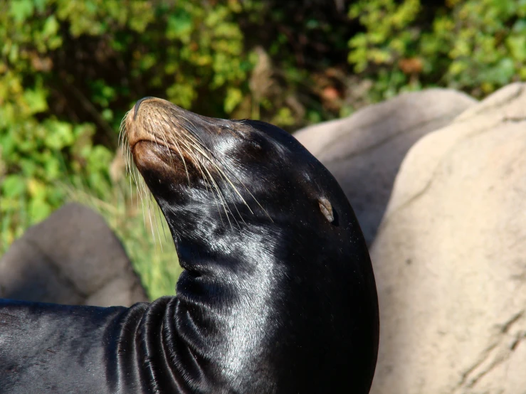 a seal is taking a nap on some rocks