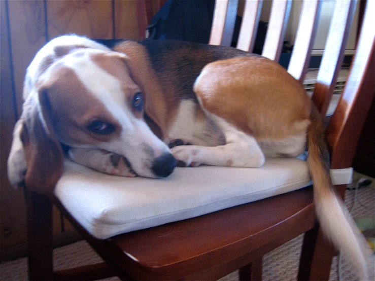 a dog rests comfortably on a chair with his front paws on the pillow