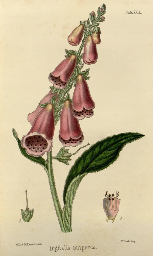 an antique pink flower is shown on a white background