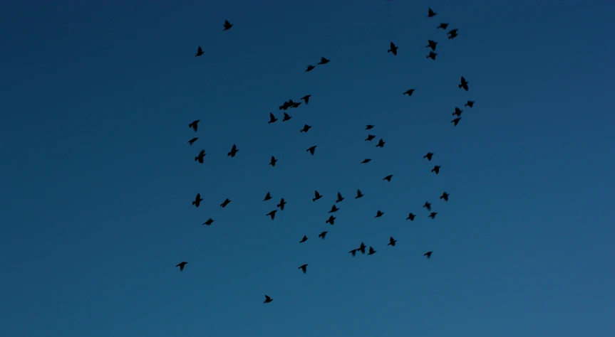 many birds flying high into the blue sky