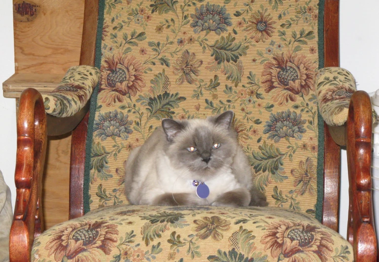 the cat is sitting on the floral fabric