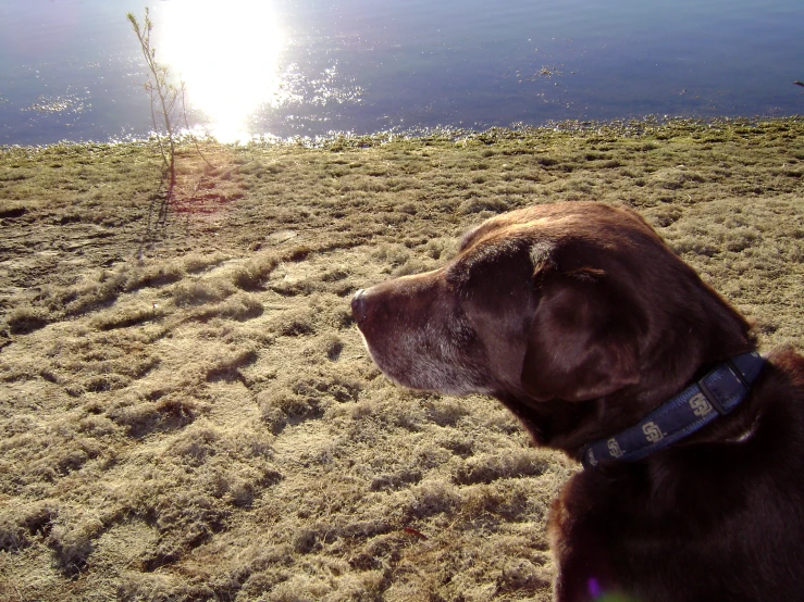 a large brown dog looking up at the sky