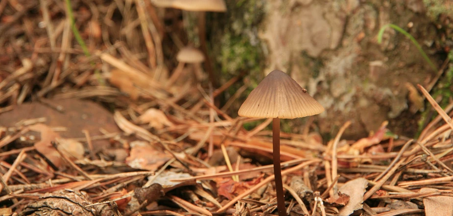 a mushroom in the leaves next to a tree
