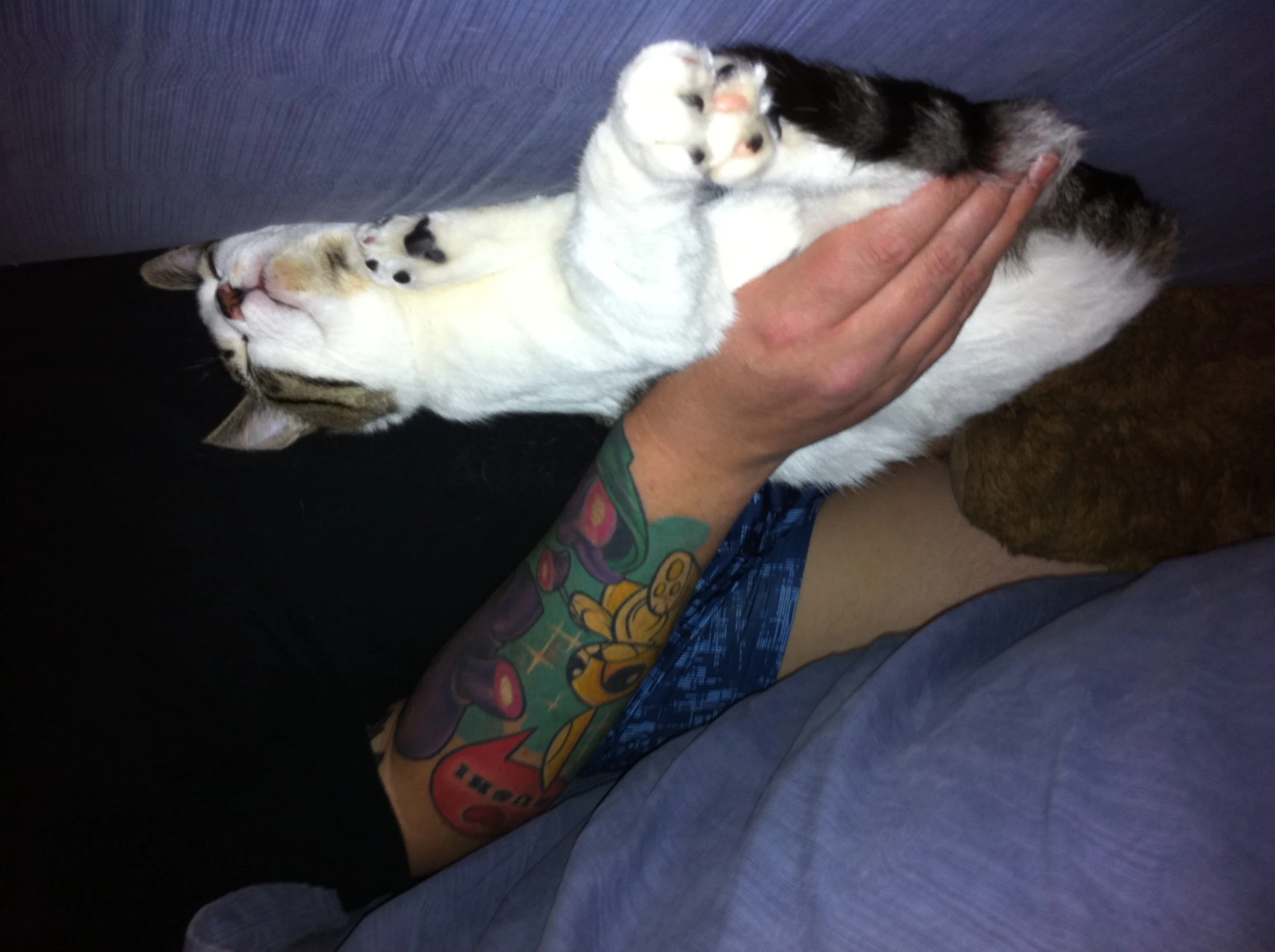 a person's arm holding a cat laying down on top of a bed