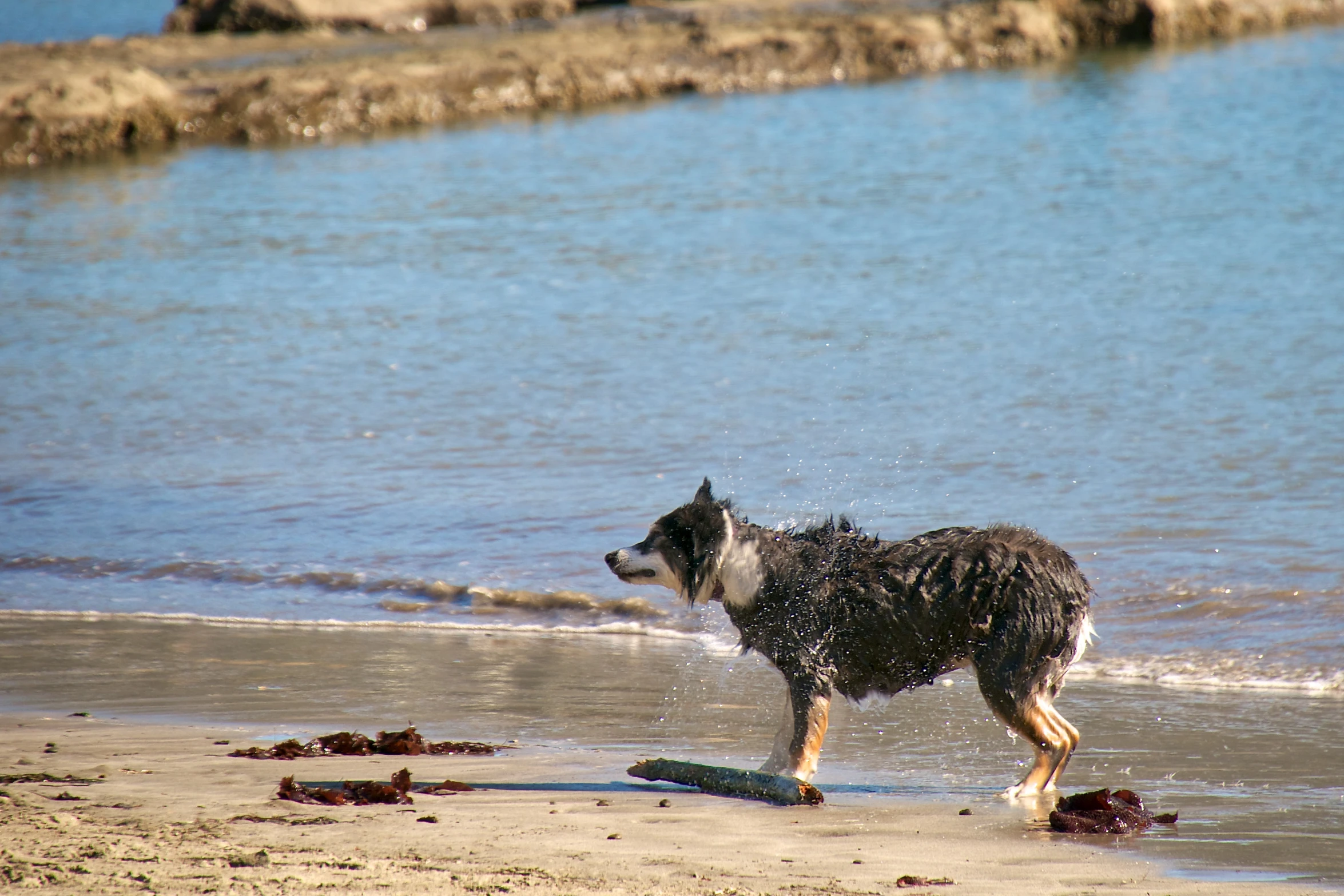 the dog is playing in the water near the shore