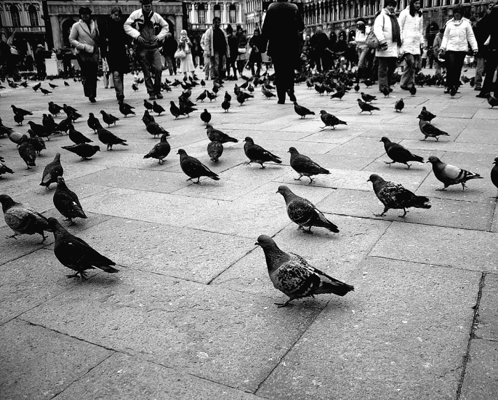 the birds are gathered together on the sidewalk