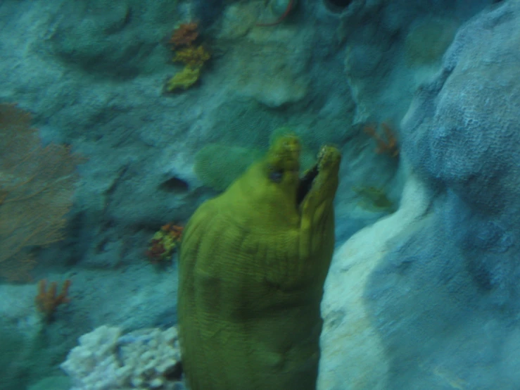 this is a green fish hanging out in the water