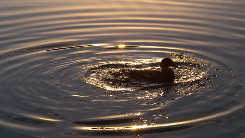 the duck is floating in the water with its head out