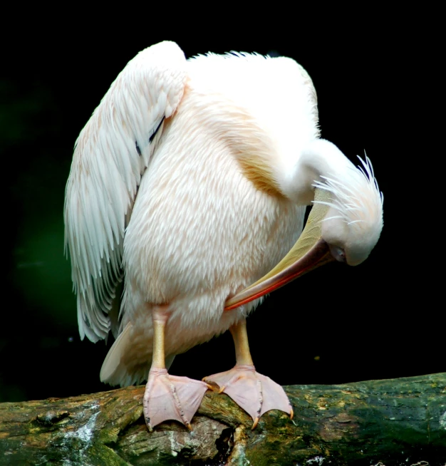 an extremely large bird with a long beak