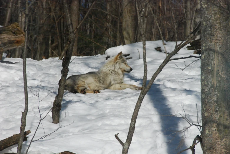 a grey wolf is laying in the snow in front of several trees