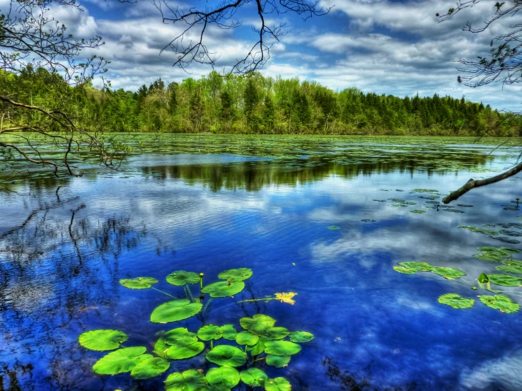 this is an image of a lake and lily pads