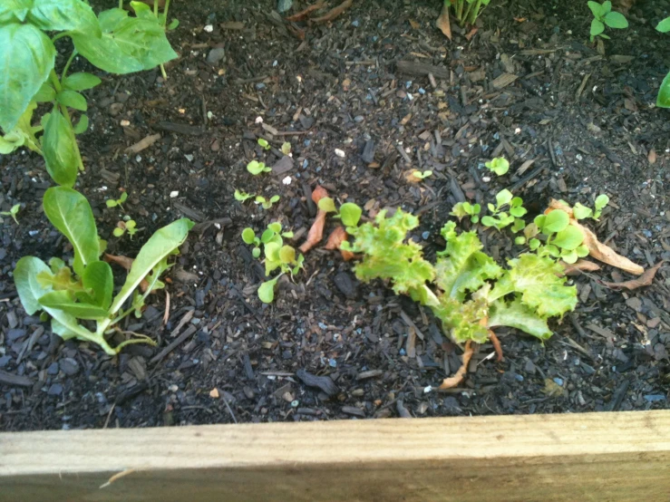 plants growing in the soil in an open planter