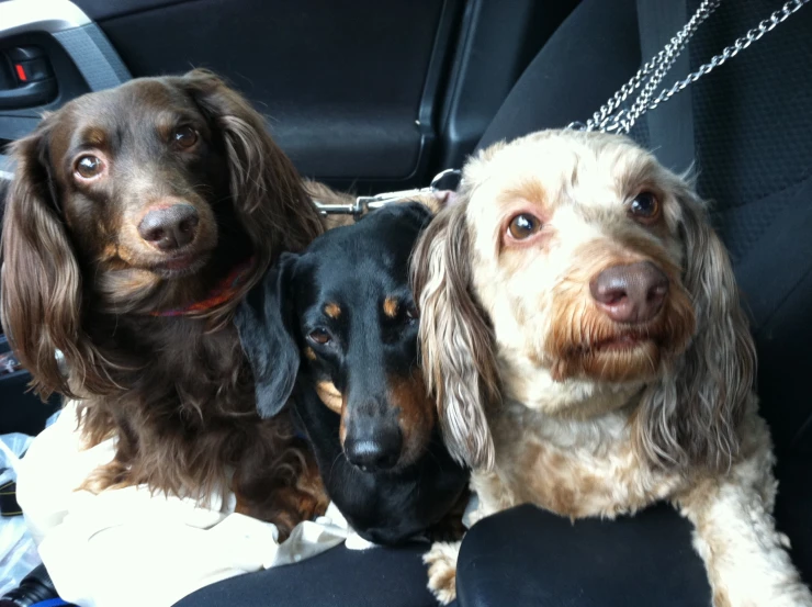 three dogs on a car seat