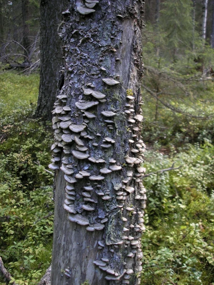 a tree that has fungus growing on it