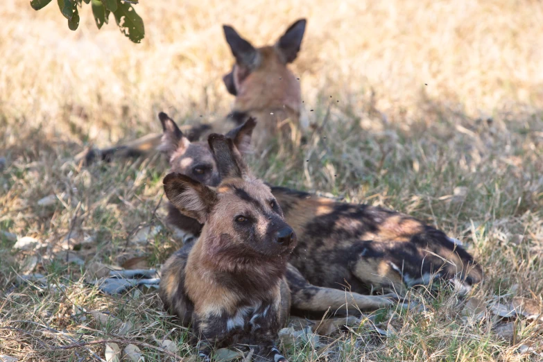 two hyenas laying on the ground in grassy area