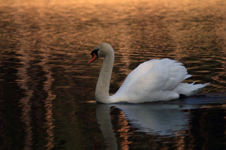 a swan is swimming in the calm lake