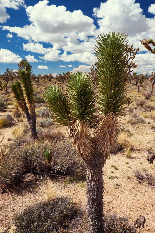 two cactus trees in a desert area with blue skies