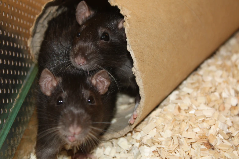 two black mice inside a wooden enclosure surrounded by food
