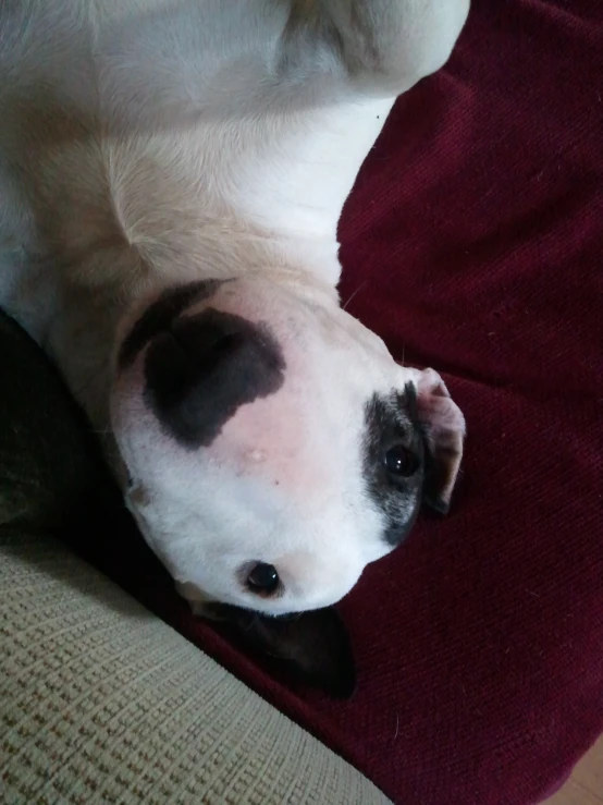 a white and black dog laying on a red cushion