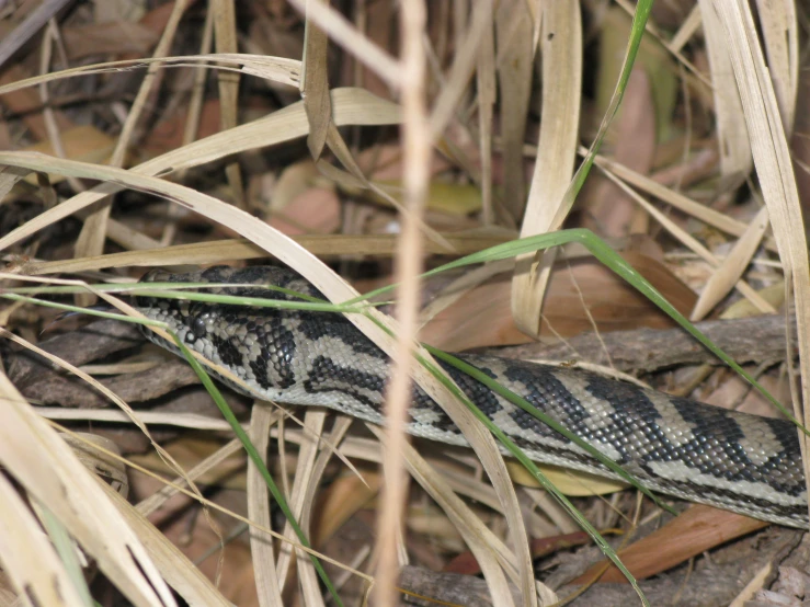 a snake is in some dry grass and some brush