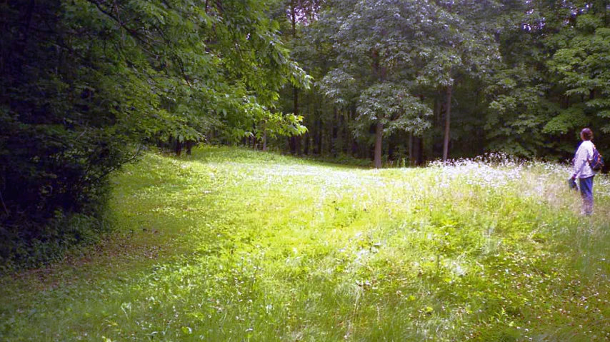 person in blue jeans walking in a green field