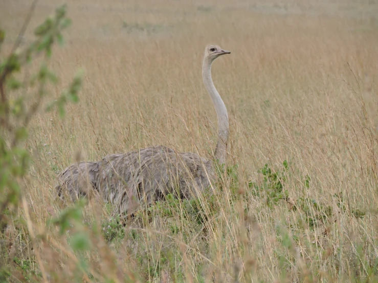 a large bird standing in the middle of some tall grass