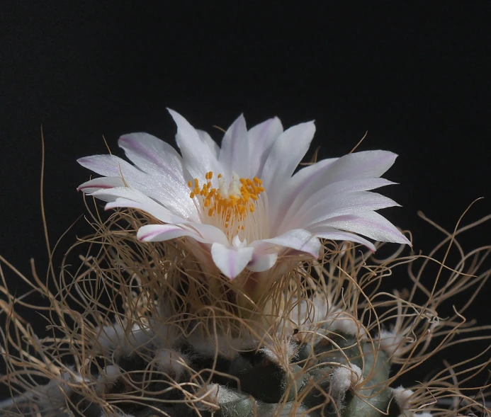 a close up of a large white flower