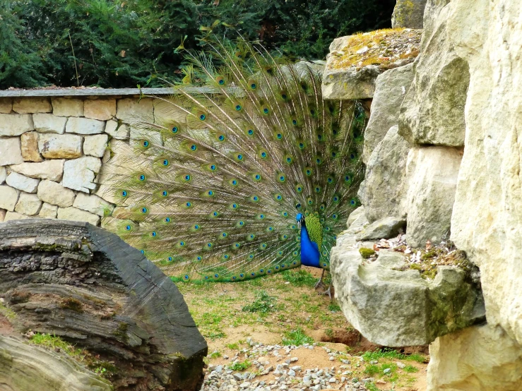 a blue peacock in its enclosure standing by rocks