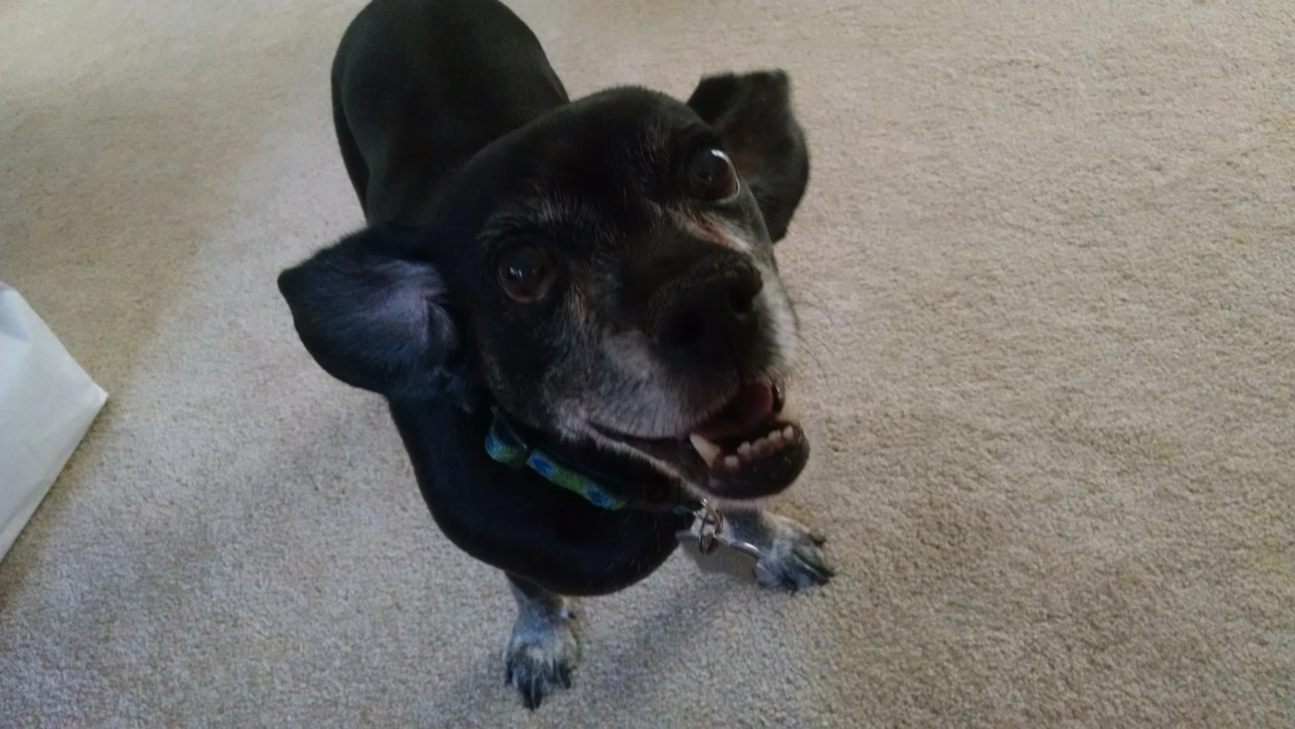 a dog with his mouth open standing on the carpet